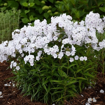 Phlox subulata