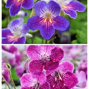 Streptocarpus 