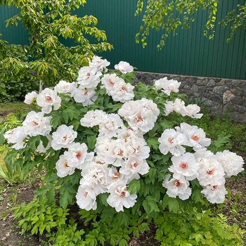 Paeonia suffruticosa 'White'