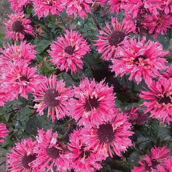 Monarda 'Bee-Merry' USPP29828P2