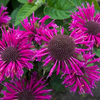 Monarda 'Bee-Free' 30,963