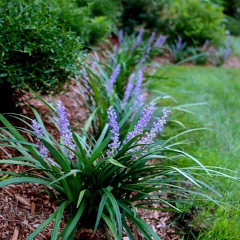 Liriope muscari 'Super Blue' 