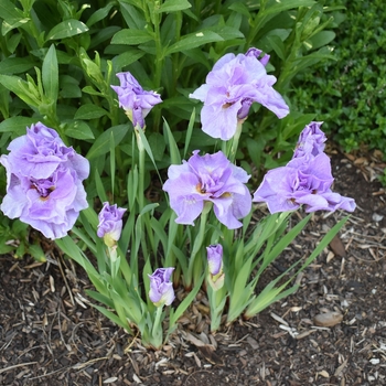 Iris sibirica 'Pink Parfait' 