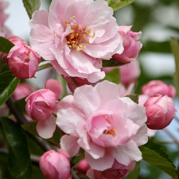 Malus ioensis 'Prairie Rose' 