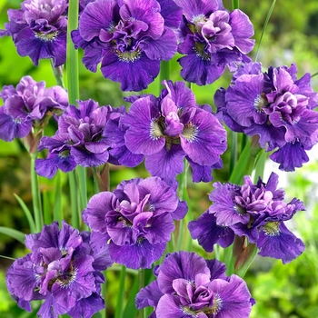 Iris sibirica 'Concord Crush' 