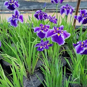 Iris ensata 'Crystal Halo' 