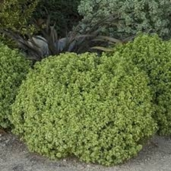 Pittosporum tenuifolium 'Golf Ball' 