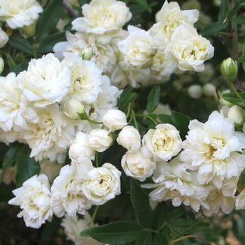 Rosa banksiae 'Alba Plena' 