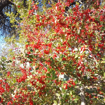 Ilex vomitoria 'Pride of Houston' 