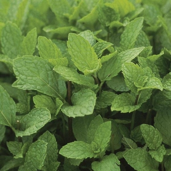 Mentha spicata 'Kentucky Colonel' 