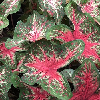 Caladium 'Wildfire'