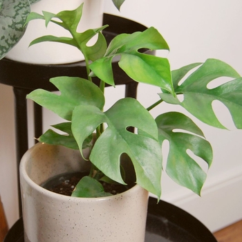 Rhaphidophora tetrasperma