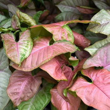 Syngonium podophyllum 'Pink Allusion' 
