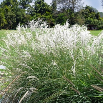 Miscanthus sinensis 'Little Kitten' 