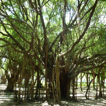 Ficus microcarpa