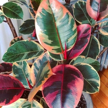 Ficus elastica 'Variegata' 