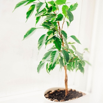 Ficus benjamina