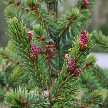 Picea omorika 'Bruns'