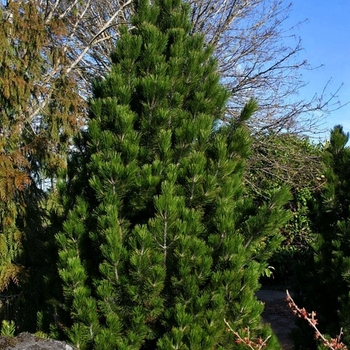 Pinus heldreichii (leucodermis) 'Emerald Arrow' 