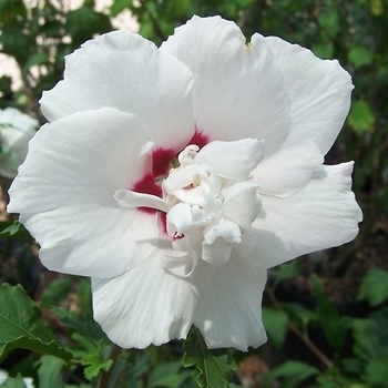 Hibiscus syriacus 'Morning Star' 