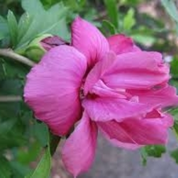 Hibiscus syriacus 'Lucy' 