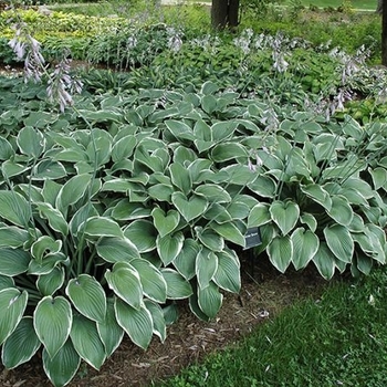 Hosta 'Winter Snow' 