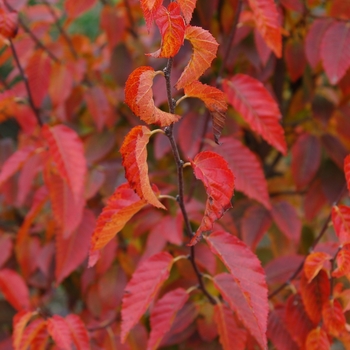 Carpinus caroliniana 'Firespire&trade;' J.N. Upright