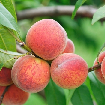Prunus persica 'Contender' 