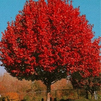 Pyrus calleryana 'Autumn Blaze' 