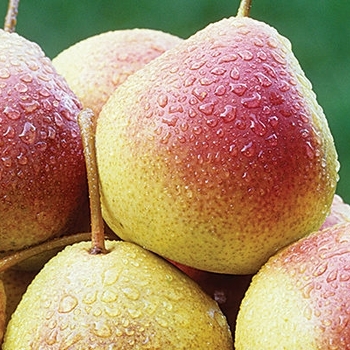 Pyrus communis 'Summercrisp' 