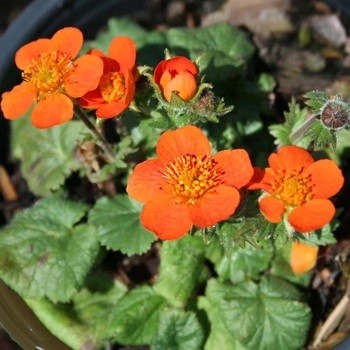 Geum coccineum 'Koi' 