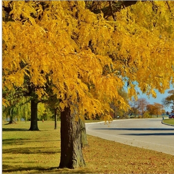 Gleditsia triacanthos var. inermis 'Dursan' PP19,168