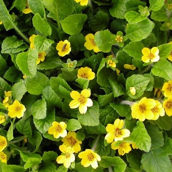 Chrysogonum virginianum 'Pierre' 