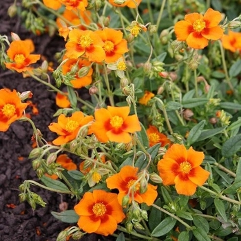 Helianthemum nummularium 'Ben Nevis' 