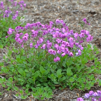 Phlox stolonifera 'Pink Ridge' 