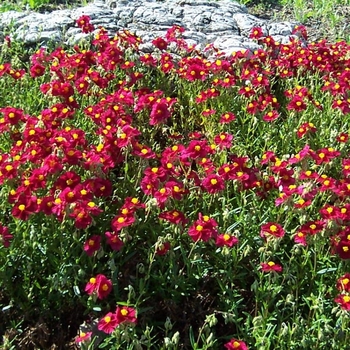 Helianthemum 'Dazzler' 