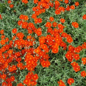 Helianthemum 'Fire Dragon' 