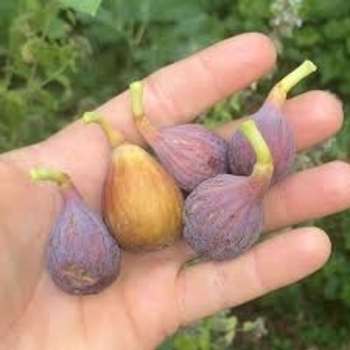 Ficus carica 'Celeste' 