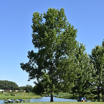 Populus deltoides 'Siouxland'