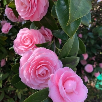 Camellia japonica 'In the Pink' 