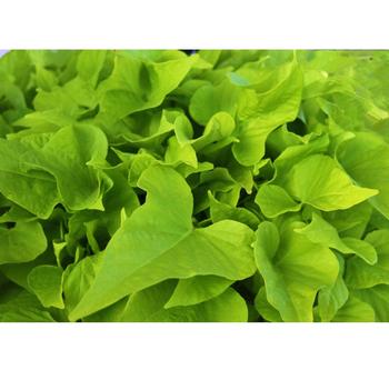 Ipomoea batatas 'Floramia Limon Wedge' 