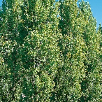 Populus nigra 'Thevestina'