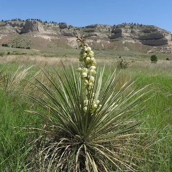 Yucca 'Multiple Varieties'