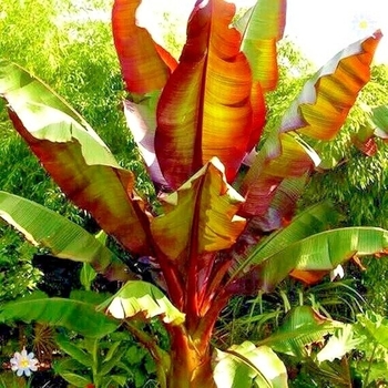 Ensete maurelii