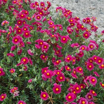Helianthemum 'Multiple Varieties' 