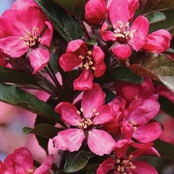 Malus 'JFS-KW213MX' PP31008