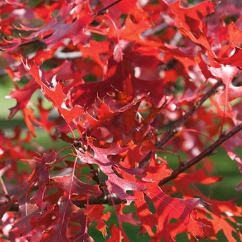 Quercus ellipsoidalis