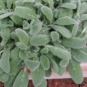 Stachys byzantina 'Silky Fleece'