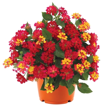 Lantana 'Cherry' PP17,992