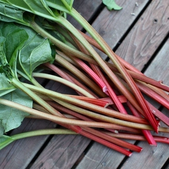Rheum 'Chipman's Canada Red'